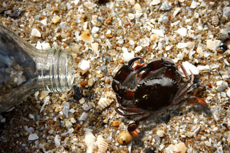 crabs and bottle glass on beach in eveningの写真素材