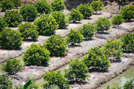 beautiful row of green fruits farm plantation was growingの写真素材