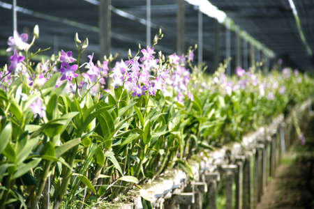 beautiful orchid farm agriculture under sunshade netの写真素材