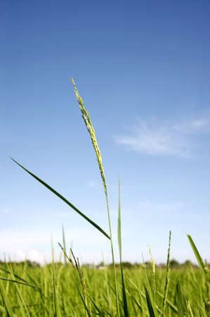beautiful of green rice with blue skyの写真素材
