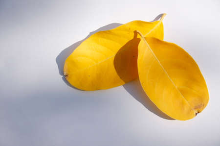 two yellow leafs on white background in morning
