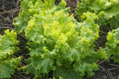green mustard greens on ground in vegetable farm