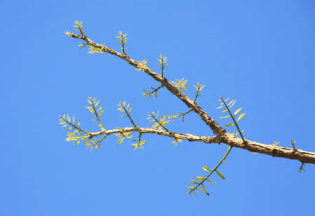 Leaves are sprouting and Growing with blue sky on branches in Springの写真素材