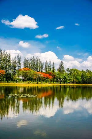 pine trees and blue sky with cloud reflect on pond in parkの写真素材