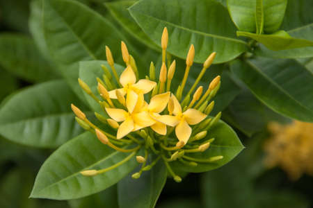 panicle of yellow Ixoras, West Indian Jasmine flower on it's plantの写真素材