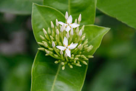 beautiful bouquet of white ixoras flower, West Indian Jasmine flower on it's plantの写真素材