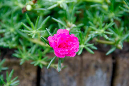flowering purslane flower and green leaves with water drop on old stumpの写真素材