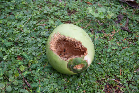 bite on green young coconut and green plant on groundの写真素材