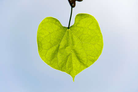 green leaf with blue skyの写真素材