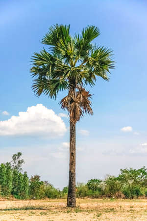 isolate sugar palm tree on dry ground with blue sky and cloudsの写真素材