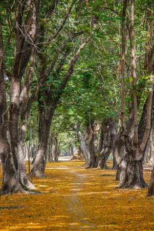 pathway with yellow flowers and green trees inside