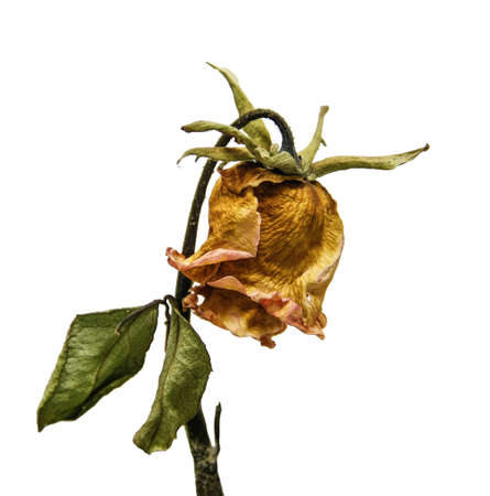 old and dry rose flower isolated on white background, heartbroken, love, lovelorn symbolの写真素材
