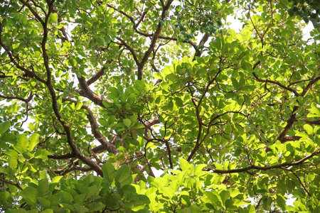 beautiful green leaves texture with sun ray for green nature pattern background, green leaves close up, fresh nature fragmentの写真素材