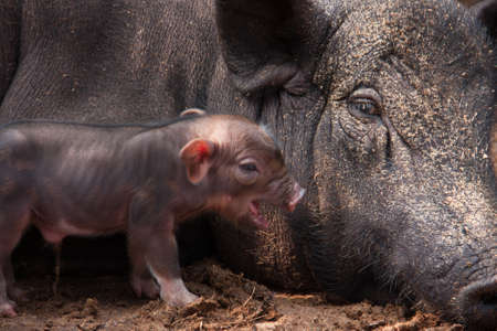 Mother pig piggy besideの写真素材