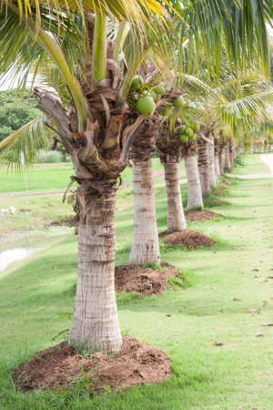 row of coconut tree farm on gardenの写真素材