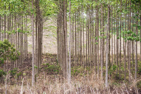 anthocephalus chinensis tree farm,  kadam tree, neolamarckia, tropical tree for wood ferniture industryの写真素材