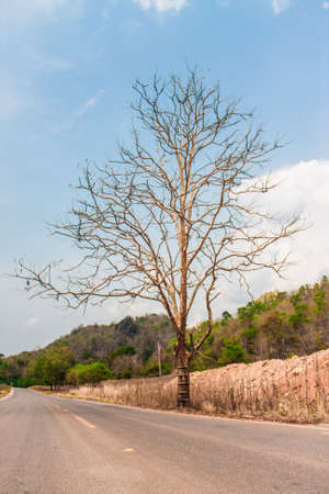 big lonely tree with dirt road beside mountain and blue skyの写真素材