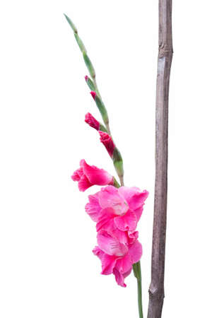pink gladiolus flowerの写真素材