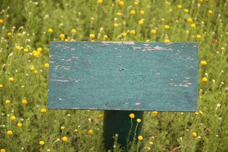 old green paint wooden sign post in chamomile Leaves flower gardenの写真素材