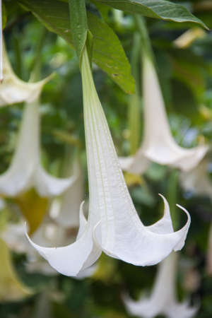 white datura flowerの写真素材