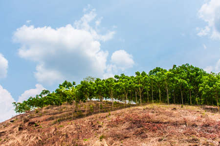 green trees growth on dry mountain with blue skyの写真素材