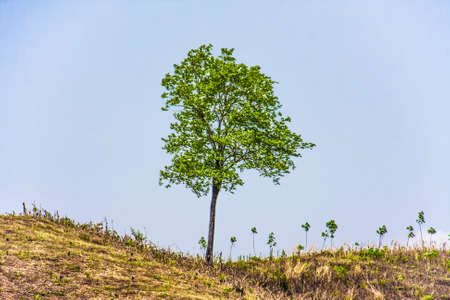 lonely tree on arid mountainの写真素材