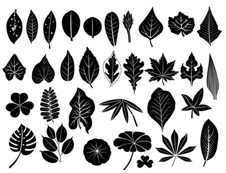 silhouette leaves set, grape, acacia, fern, elm, poplar, oak, maple, lush bamboo, cassava, teak, pennywort, tamarind, lotus, caladium, for decoration and designのイラスト素材