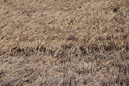 old Thatched roofs backgroundの写真素材
