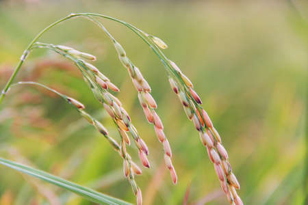 ear of rice in farm evening lightの写真素材
