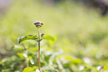 small purple flowerの写真素材