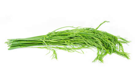 acacia pennata on white backgroundの写真素材