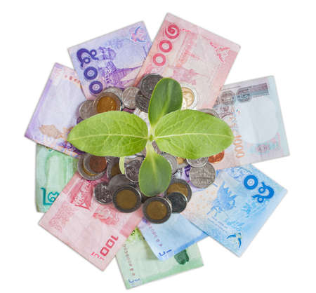 sapling on money pile, growth investment concept, top view