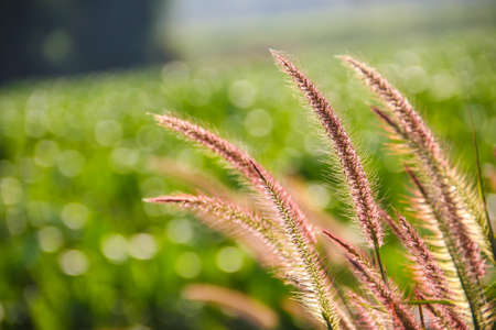 purple reeds flower under sunlight in spring seasonの写真素材