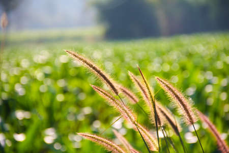 purple reeds flower under sunlight in spring seasonの写真素材