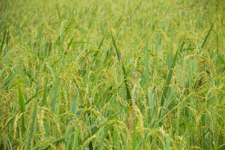 green young rice in farmの写真素材