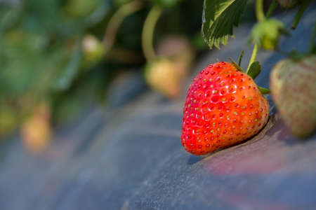 fresh red strawberry in gardenの写真素材