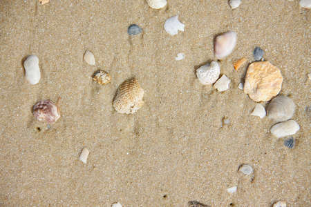 old shell on sand of beachの写真素材