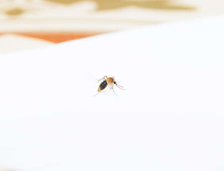 mosquito on white background in roomの写真素材