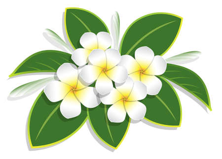 bouquet plumeria and water drop on white background, vector illustrationのイラスト素材
