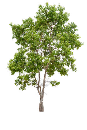 tree isolated white backgroundの写真素材