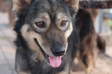 Mongrel dogの写真素材