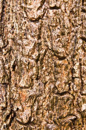 Wood texture,