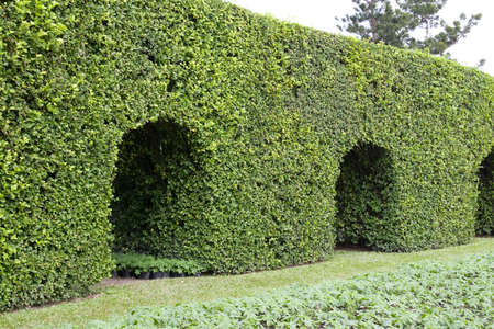 Wall of Tree