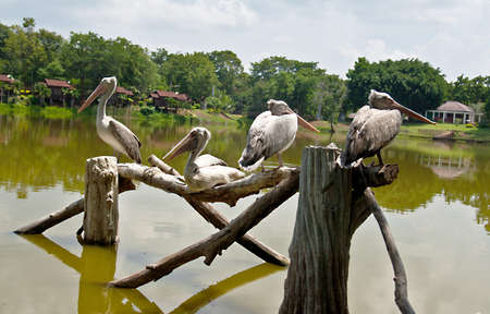 Pelican birdの写真素材