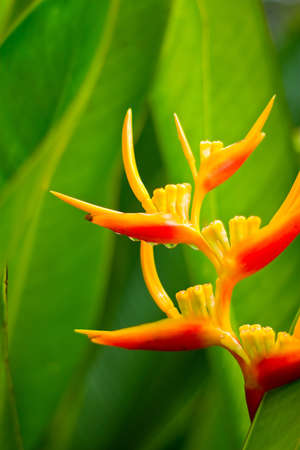 Strelicia flowerの写真素材