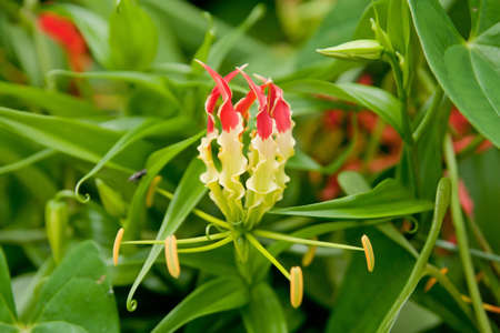 Flowersの写真素材