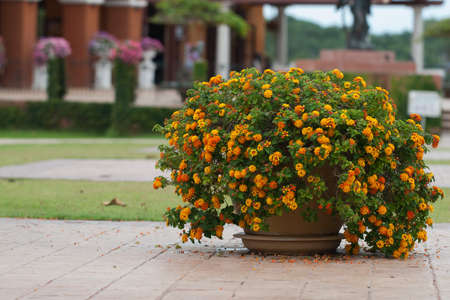 flower potの写真素材