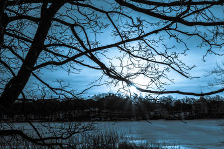 Big branches before sunset in Stockholm Swedenの写真素材