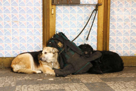 Homeless dogs on a streetの写真素材
