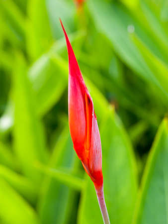 Tropical flower plant in parkの写真素材